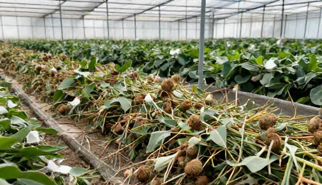 农产品收购中的流程管理：实际环节与常见问题处理